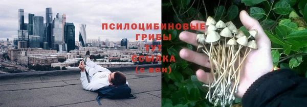 прущие грибы Бородино